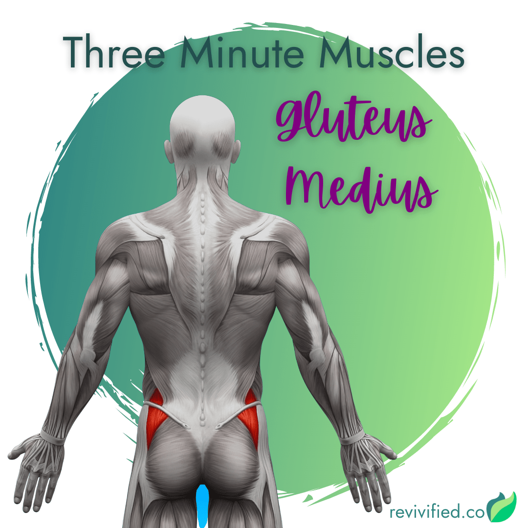 clam exercise for gluteus medius