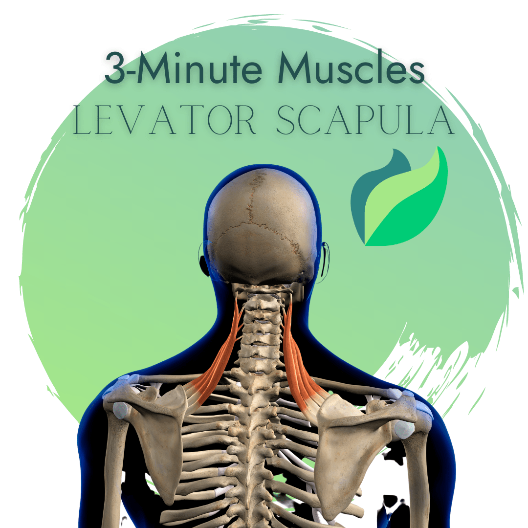 levator scapulae muscle