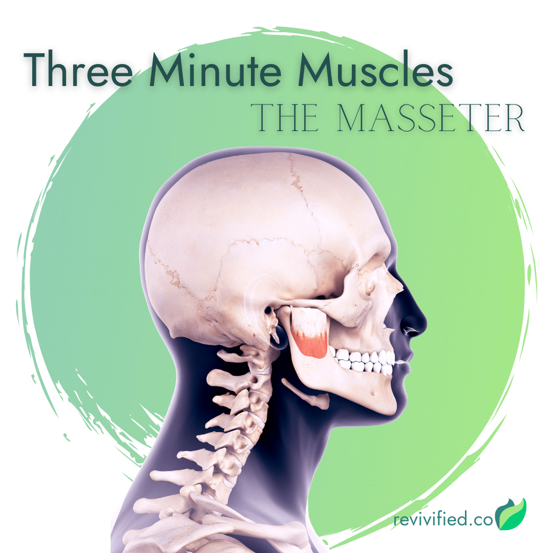 What Is the Strongest Muscle in Your Body?